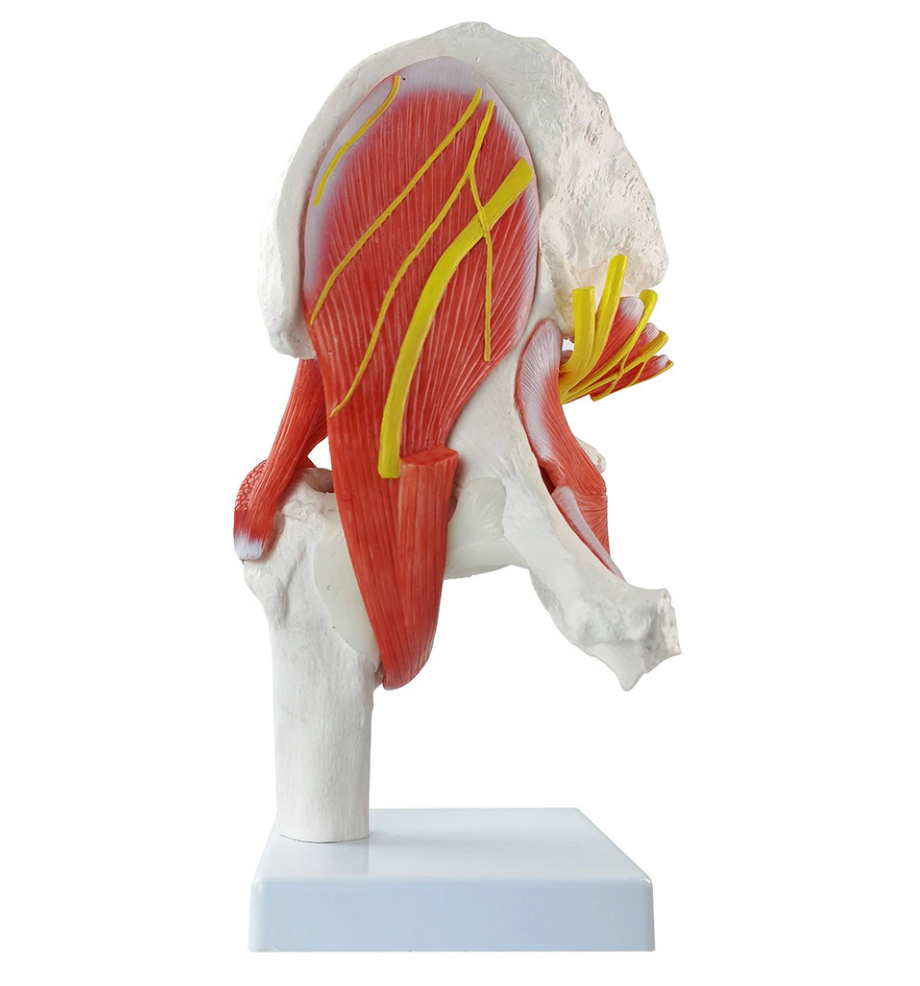 life-size human hip joint anatomical model with muscles and ligaments
