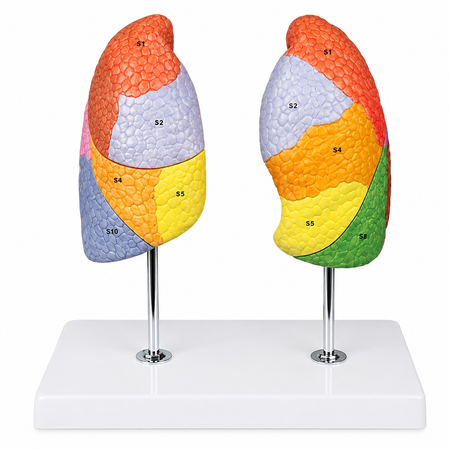 Segmental Lungs Anatomical Model
