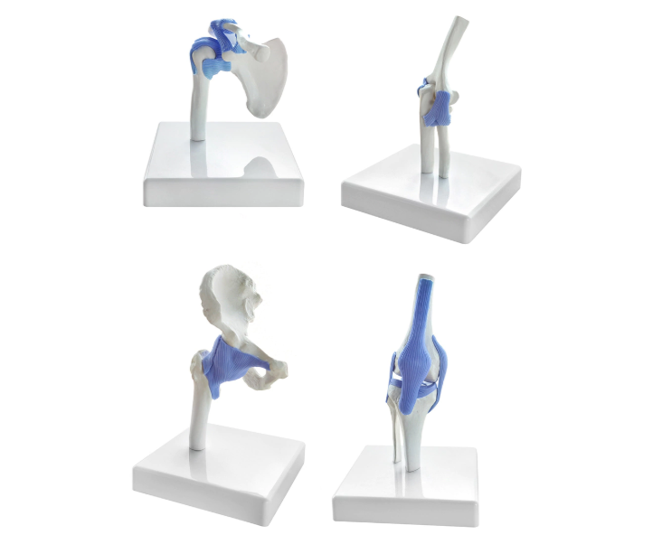 Model of Joints in Miniature