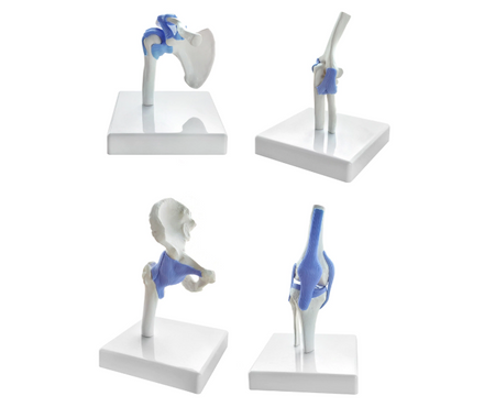 Model of Joints in Miniature