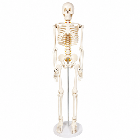 Skeleton Model in Reduced Size