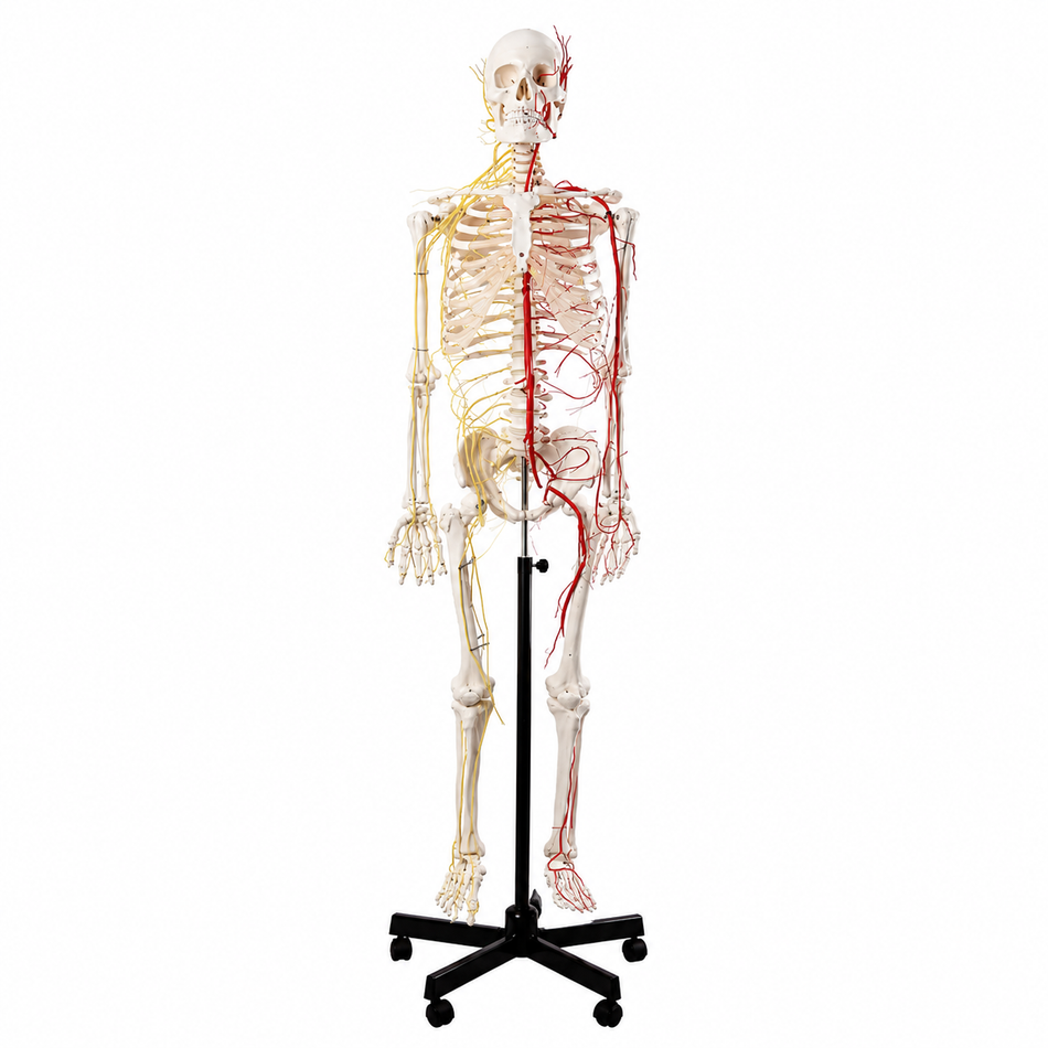 Model of a Human Skeleton with Nerves and Blood Vessels