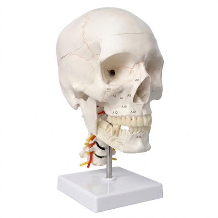 Skull Model with cervical spine base