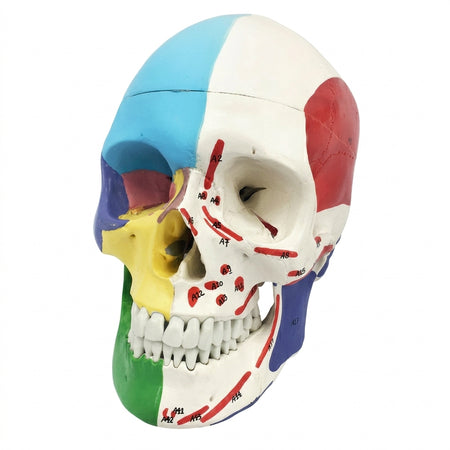 Skull with muscle markings and didactic coloring -3 parts