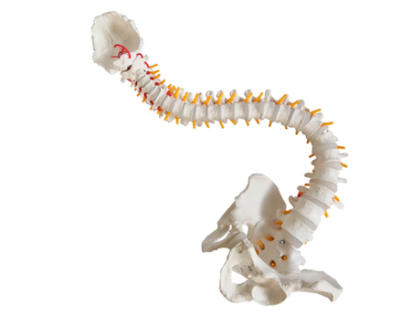 Flexible Anatomical Spine model