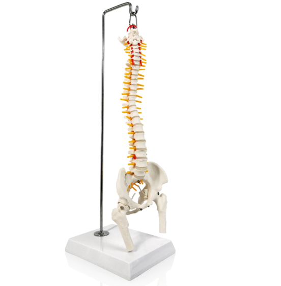 Spine model