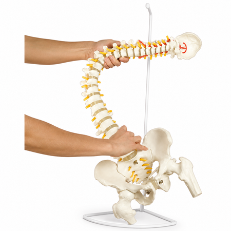 Spine model flexible
