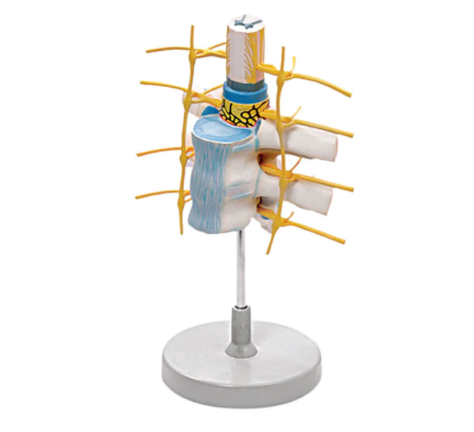 Vertebrae spine model