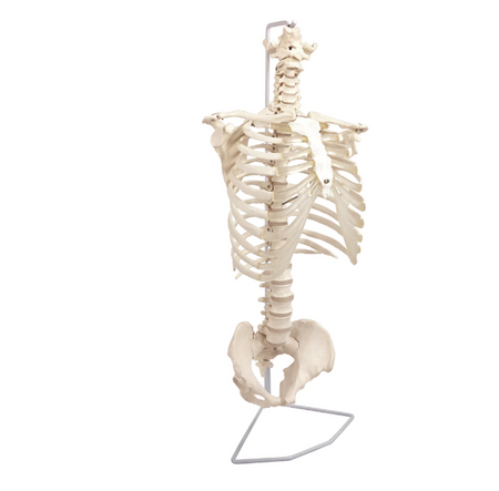 Vertebral column with thoracic cage
