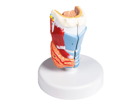 larynx anatomical model