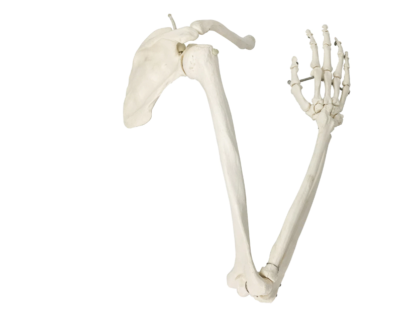 arm skeleton with shoulder girdle model