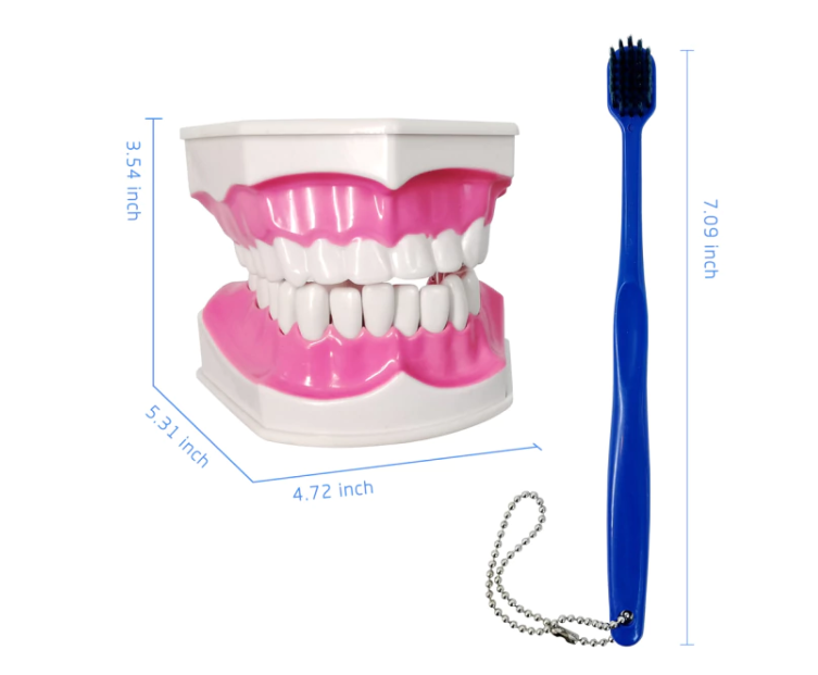 dental models for students
