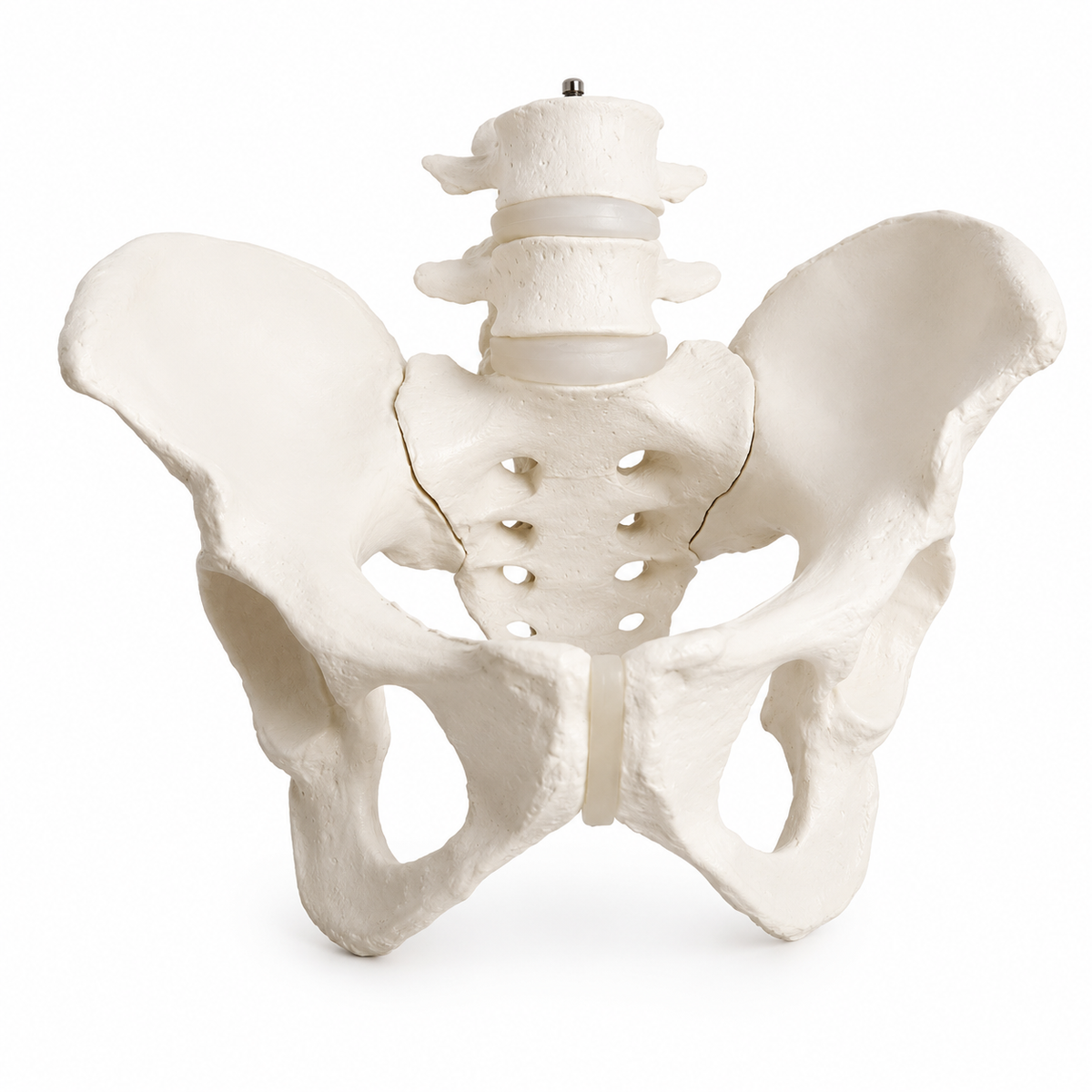 female pelvis model with sacrum