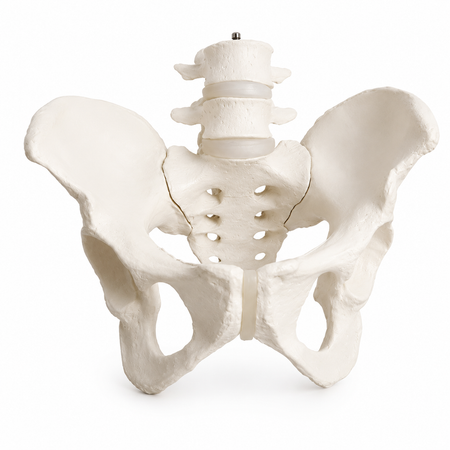 female pelvis model with sacrum