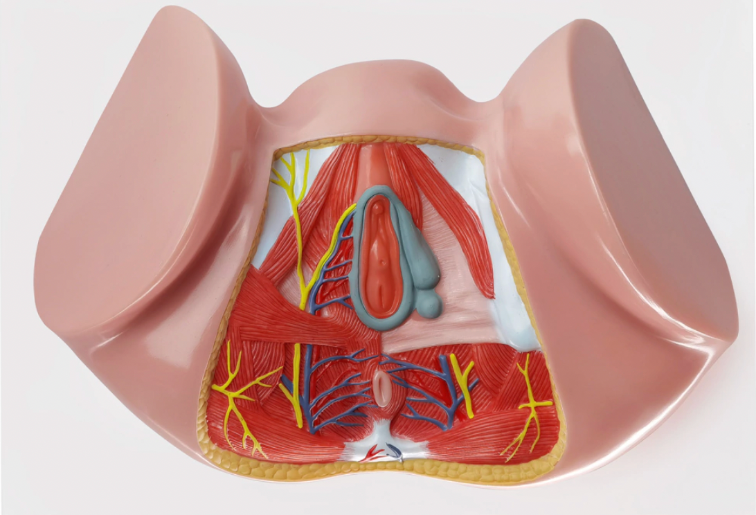 detailed female reproductive anatomy model with blood vessels and nerves

