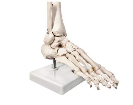 foot skeleton model