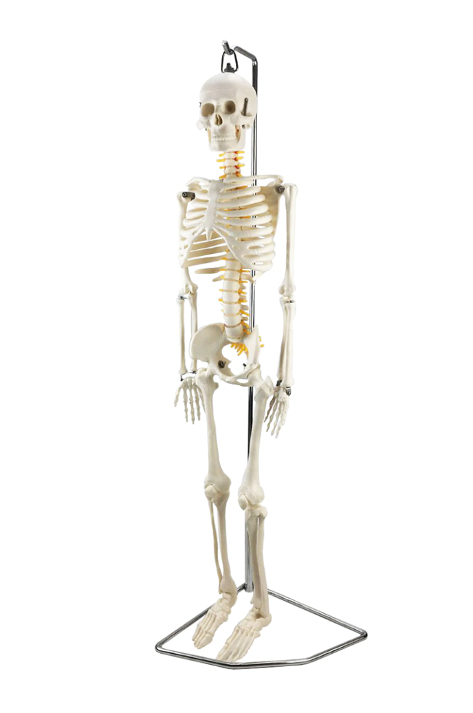 half-size human skeleton anatomical model  with flexible spine
