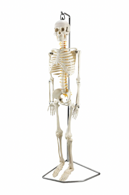 half-size human skeleton anatomical model  with flexible spine
