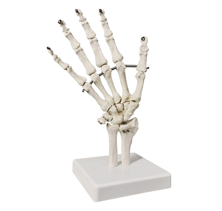 Hand skeleton model