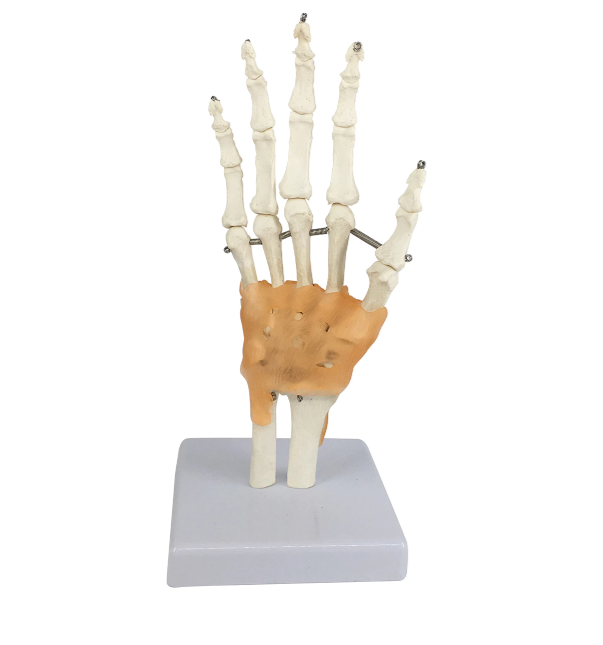 hand skeleton model with ligaments
