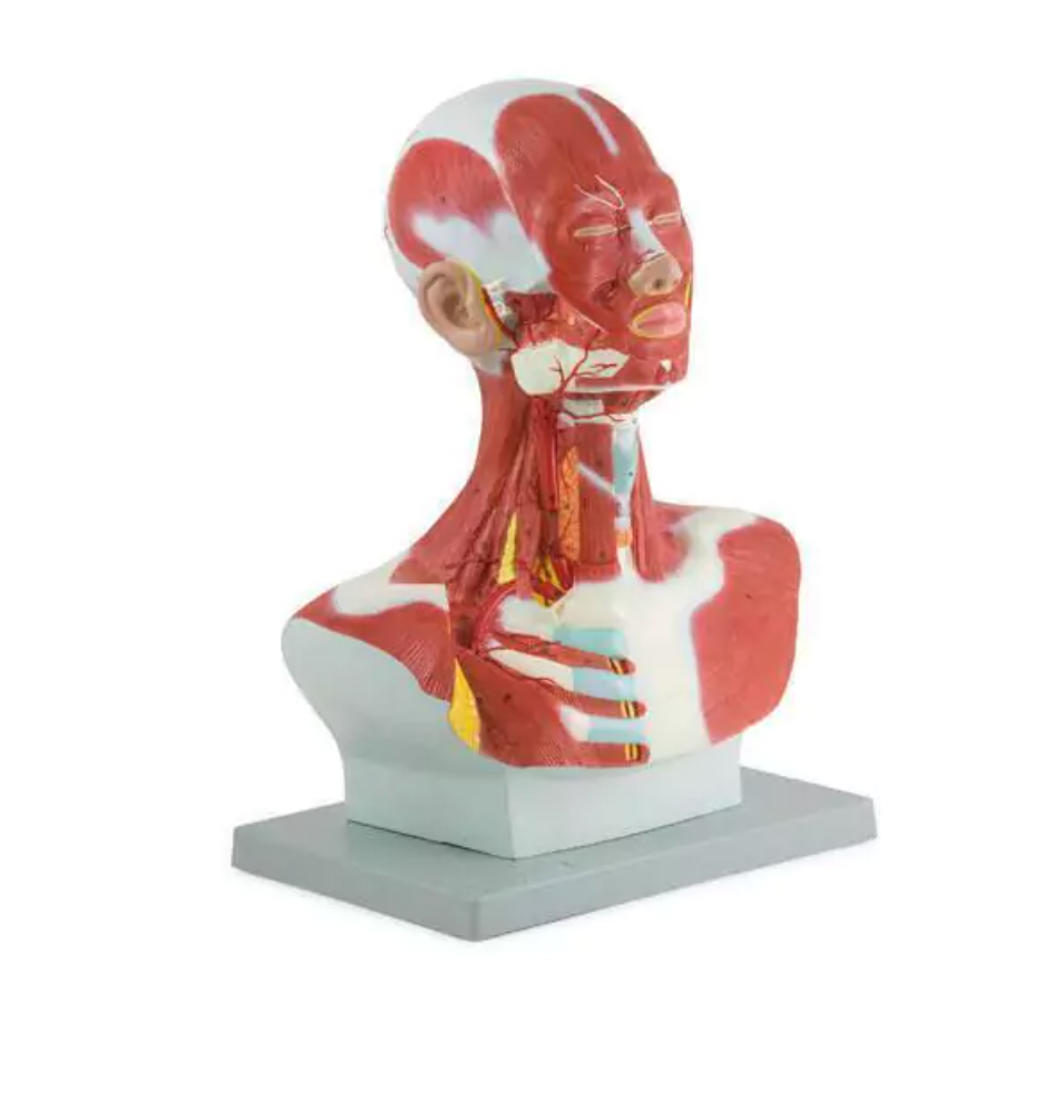 head and neck musculature anatomical model showing superficial muscles
