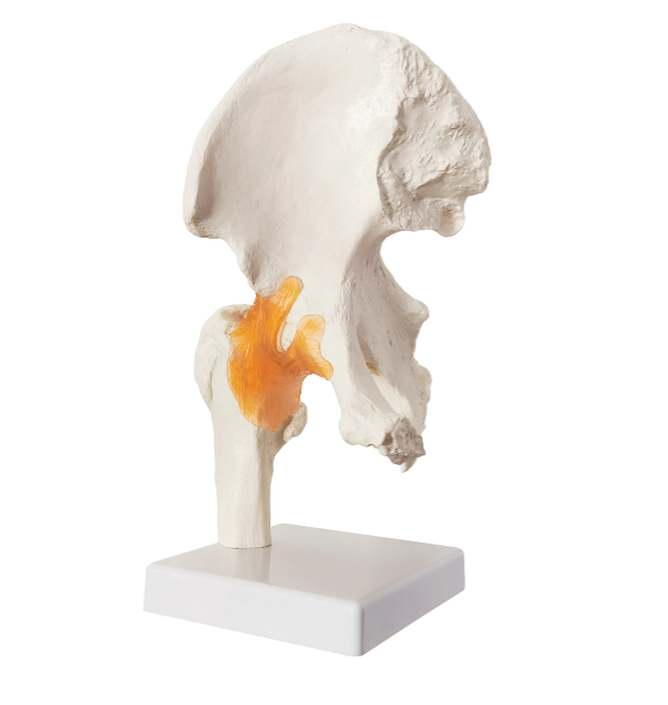 hip joint model with ligaments