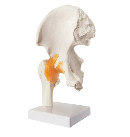 hip joint model with ligaments