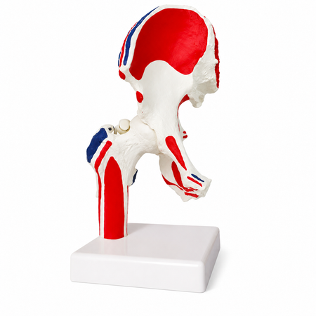 hip joint model with ligaments and muscle markings