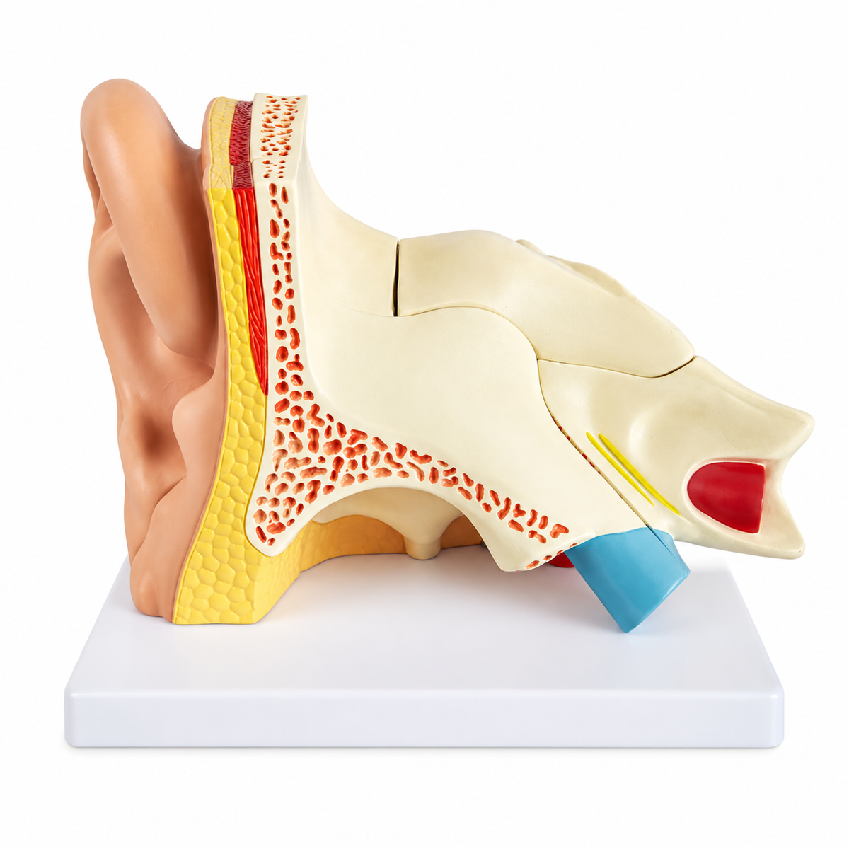 Human ear Anatomy