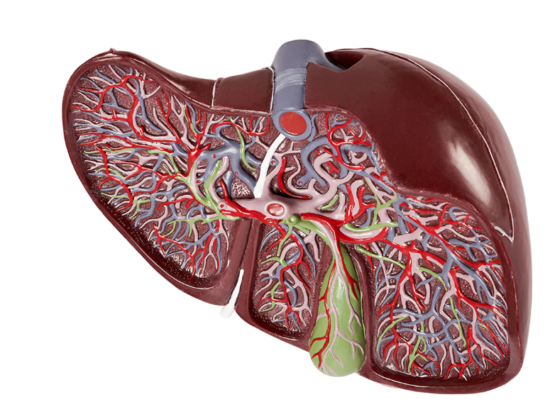 human liver anatomical model