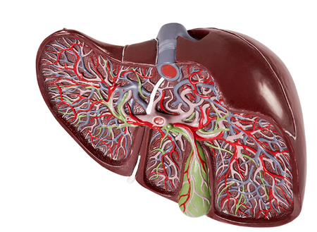 human liver anatomical model