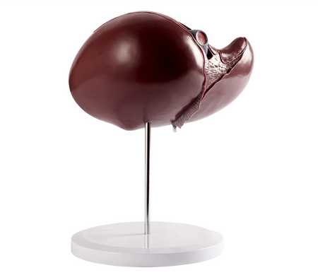 human liver anatomical model