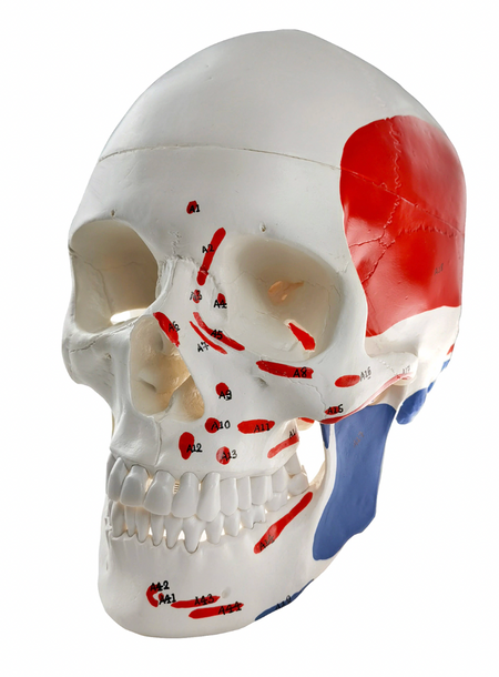 human skull anatomical model showing muscle insertion and origin markings
