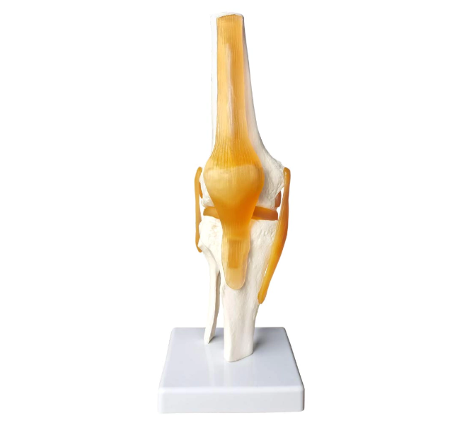 knee joint model with ligaments 