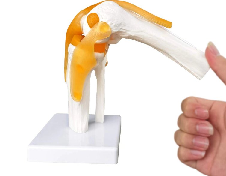 knee joint model with ligaments and support