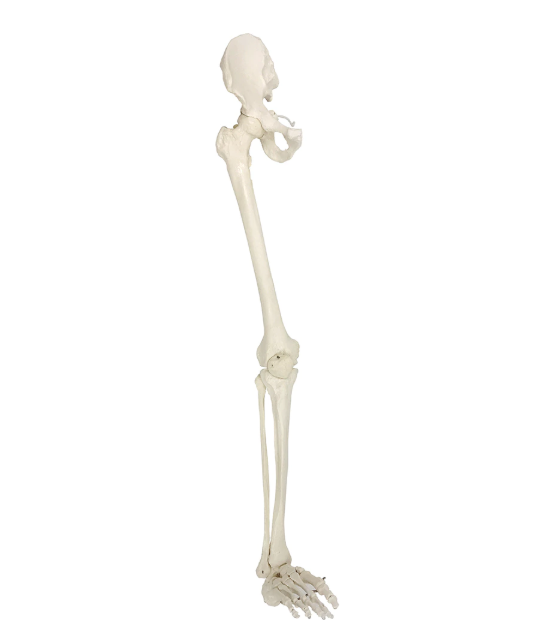 leg skeleton model with half pelvis