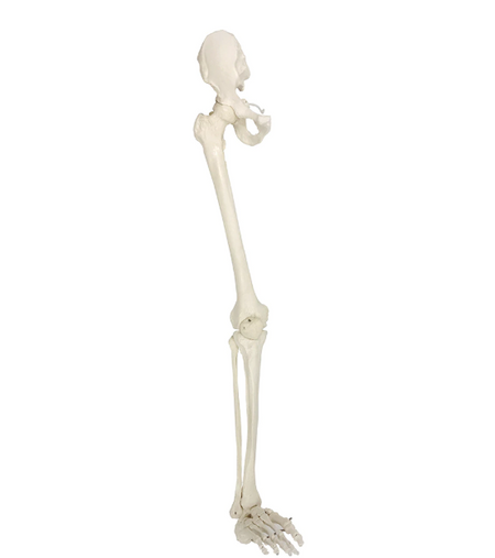leg skeleton model with half pelvis