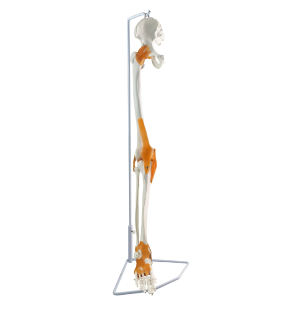 leg skeleton model with ligaments