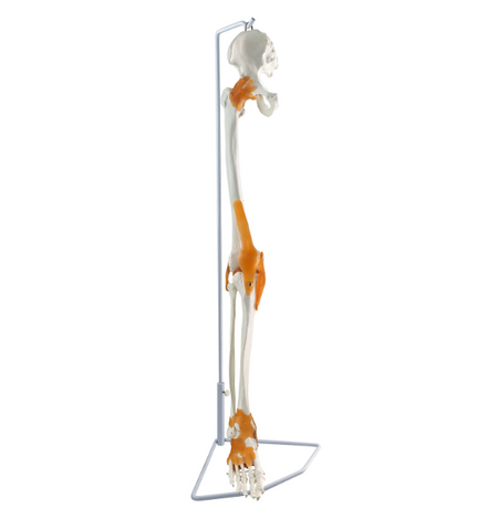 leg skeleton model with ligaments