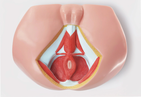 detailed male reproductive anatomy model with blood vessels and nerves
