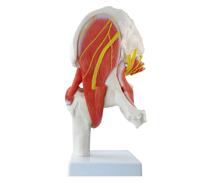 life-size hip joint model with muscles
