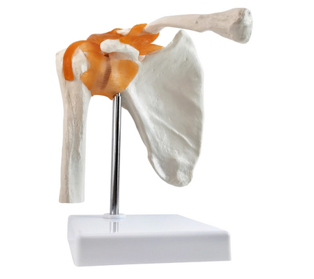 model of a shoulder joint with ligaments