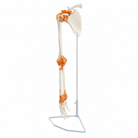model of an arm skeleton with shoulder girdle and ligaments