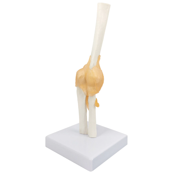 elbow model with ligaments and support