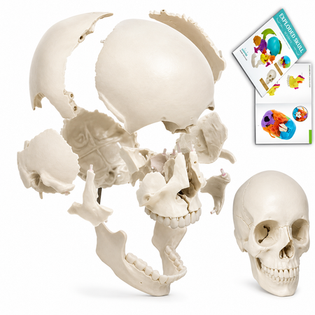 model of an osteopathic skull