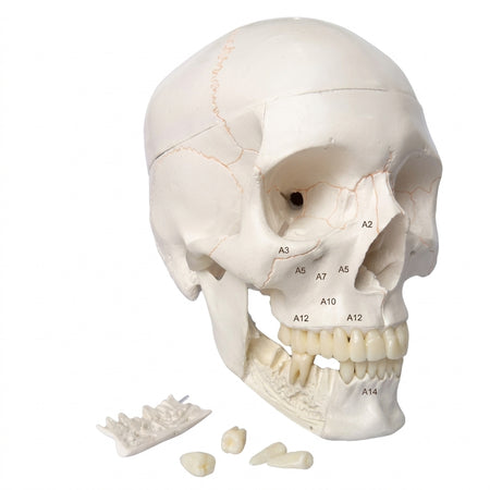 Skull model