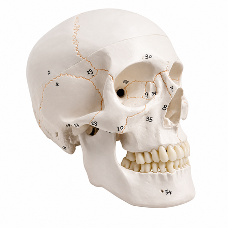 numbered human skull model