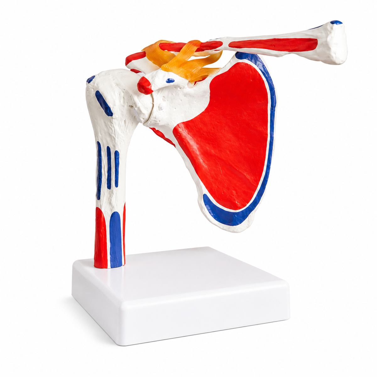shoulder joint model with ligaments and muscle markings