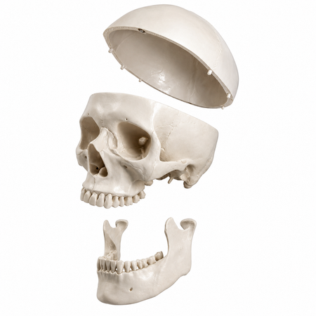 Skull models