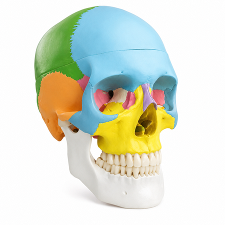 skull model, 3 parts